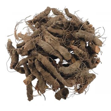 Blood Root, Whole, 0.5lb